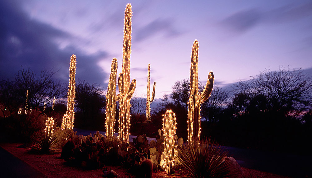 Cacti with lights in the desert